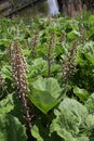 Flowering butterbur (Petasites vulgaris)