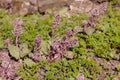 Flowering butterbur in spring Royalty Free Stock Photo