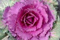 Flowering cabbage