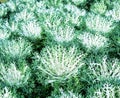 Flowering cabbage