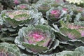 Flowering cabbage