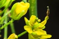 Flowering Cabbage