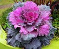 Flowering cabbage after a rainshower