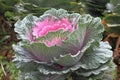 Flowering cabbage