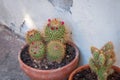 Flowering cacti plants in flowerpot near the wall