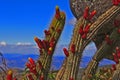 Flowering cacti from the Serra do EspinhaÃÂ§o