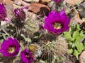 Flowering cactus Royalty Free Stock Photo