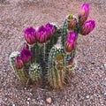 Flowering cactus in the Arizona desert in the Spring Royalty Free Stock Photo