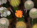 flowering cactus close-up. cactus with orange flower. Royalty Free Stock Photo