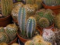 Flowering cactus close-up. Many cactus