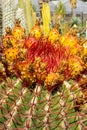 Flowering cactus