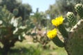 Flowering cactus in El Hatti Gardens Marrakesh Morocco