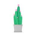 Flowering cactus in a flat style. Blossomed house succulent in pot. Vector illustration