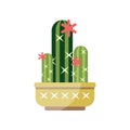 Flowering cactus house plant, indoor flower in pot, elegant home decor vector Illustration