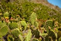 Flowering cactus and Indian blanket wildflowers Royalty Free Stock Photo