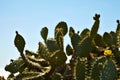 Flowering cactus and Indian blanket wildflowers Royalty Free Stock Photo