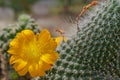 Flowering cactus mammillaria