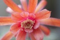 Flowering cactus Matucana madisoniorum, close up shot