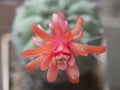Flowering cactus Matucana madisoniorum, closeup shot