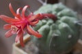 Flowering cactus Matucana madisoniorum, closeup shot