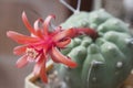 Flowering cactus Matucana madisoniorum, closeup shot