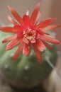 Flowering cactus Matucana madisoniorum, closeup shot