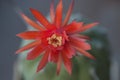 Flowering cactus Matucana madisoniorum, closeup shot