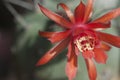 Flowering cactus Matucana madisoniorum, closeup