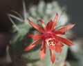 Flowering cactus Matucana madisoniorum, closeup