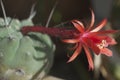 Flowering cactus Matucana madisoniorum, closeup