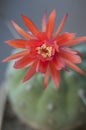 Flowering cactus Matucana madisoniorum, closeup shot