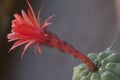 Flowering cactus Matucana madisoniorum, closeup shot