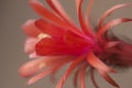 Flowering cactus Matucana madisoniorum, closeup shot