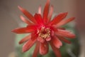 Flowering cactus Matucana madisoniorum, closeup shot