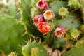 Flowering cactus in nature