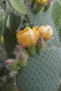 Flowering cactus Opuntia (Prickly pear).