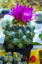 Flowering cactus. Pink cactus flowers