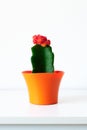 Flowering cactus plant in bright orange flower pot against white wall. House plant on white shelf with copy space. Royalty Free Stock Photo