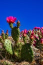 Flowering cactus plants, Pink flowers of Opuntia polyacantha in Canyonlands National Park, Utha Royalty Free Stock Photo