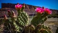 Flowering cactus plants, Pink flowers of Opuntia polyacantha in Canyonlands National Park, Utha Royalty Free Stock Photo