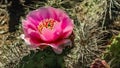 Flowering cactus plants, Pink flowers of Opuntia polyacantha in Canyonlands National Park, Utha Royalty Free Stock Photo