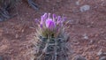 Flowering cactus plants Sclerocactus parviflorus in Canyonlands National Park, Utha