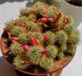 Plant in a pot cactus with some berries