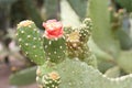 Flowering cactus red bud