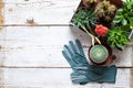 Flowering cactus and succulents background. Collection of various house plants and gardening gloves on white wooden background.