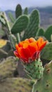 Flowering cactus in Tenerife