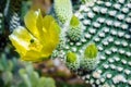 Flowering Cactus texture background. Cactus opuntia microdasys.