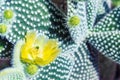 Flowering Cactus texture background. Cactus opuntia microdasys.