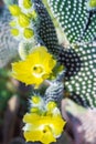 Flowering Cactus texture background. Cactus opuntia microdasys.