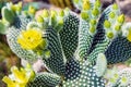 Flowering Cactus texture background. Cactus opuntia microdasys.